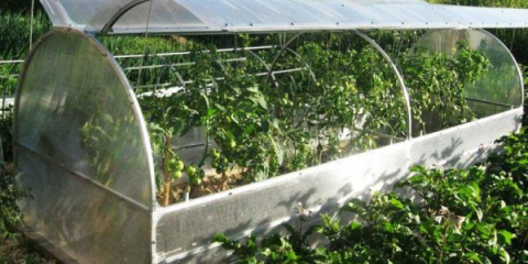 Jak sestavit polykarbonátový motýlí skleník vlastníma rukama: fotografie, video